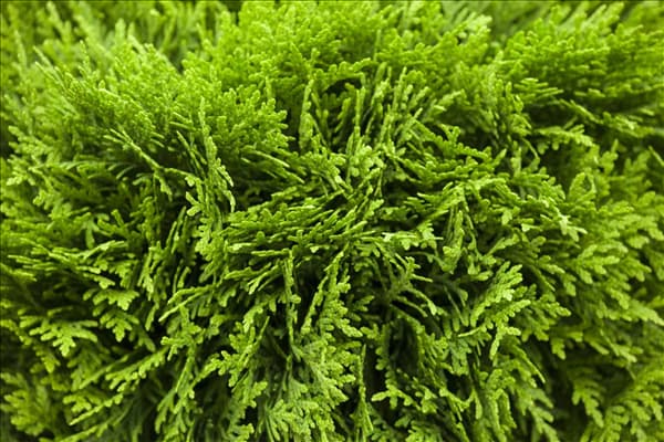 Thuja occidentalis 'Danica'