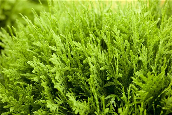 Thuja occidentalis 'Danica'