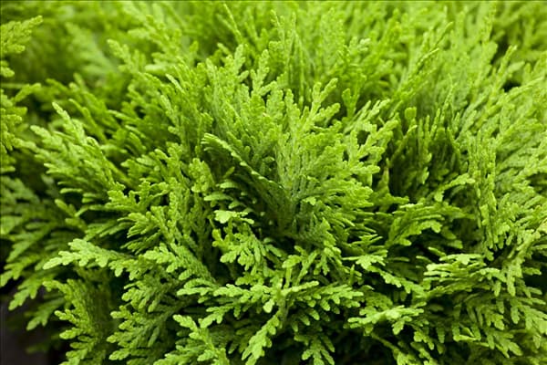 Thuja occidentalis 'Danica'
