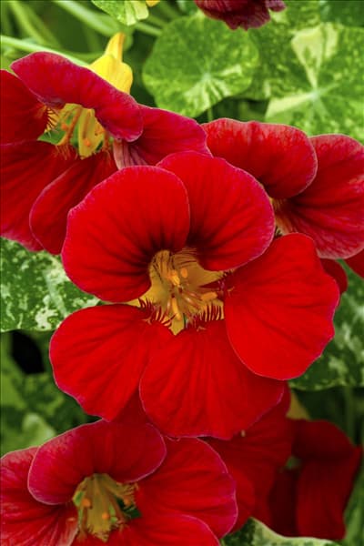 Tropaeolum majus 'Alaska Raspberry'