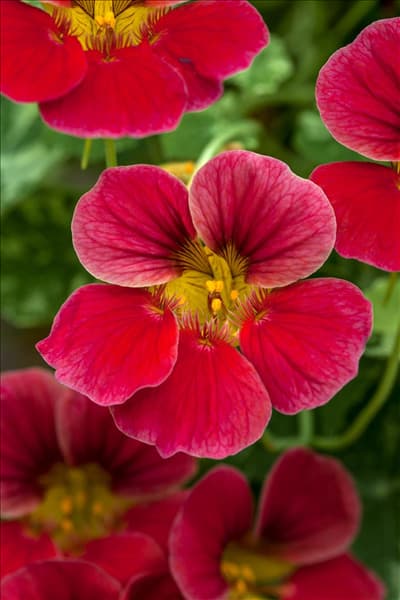 Tropaeolum majus 'Alaska Raspberry'