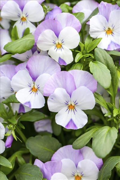 Viola cornuta