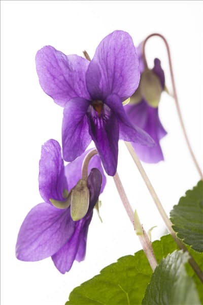 Viola odorata