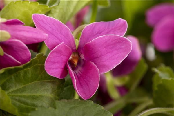 Viola odorata