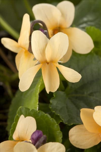 Viola odorata