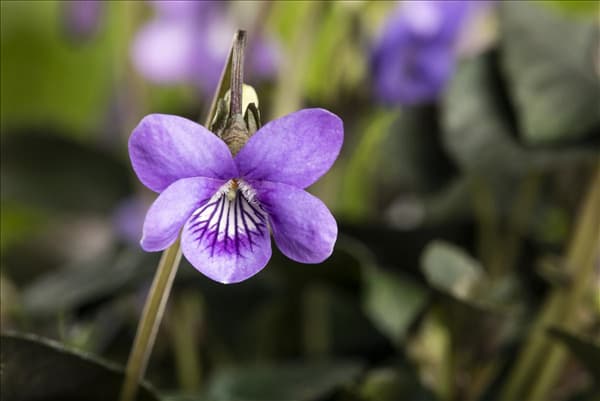 Viola odorata