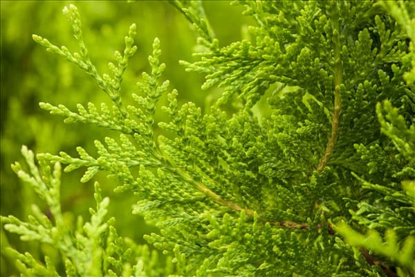 Thuja occidentalis 'Golden Brabant'®