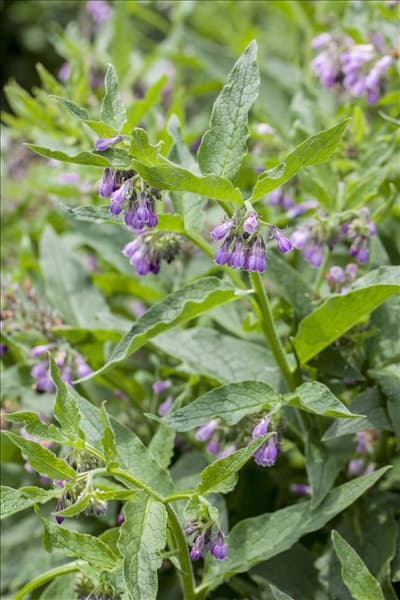 Symphytum officinale