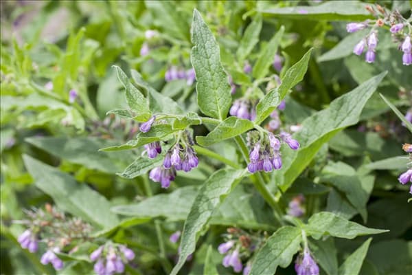 Symphytum officinale