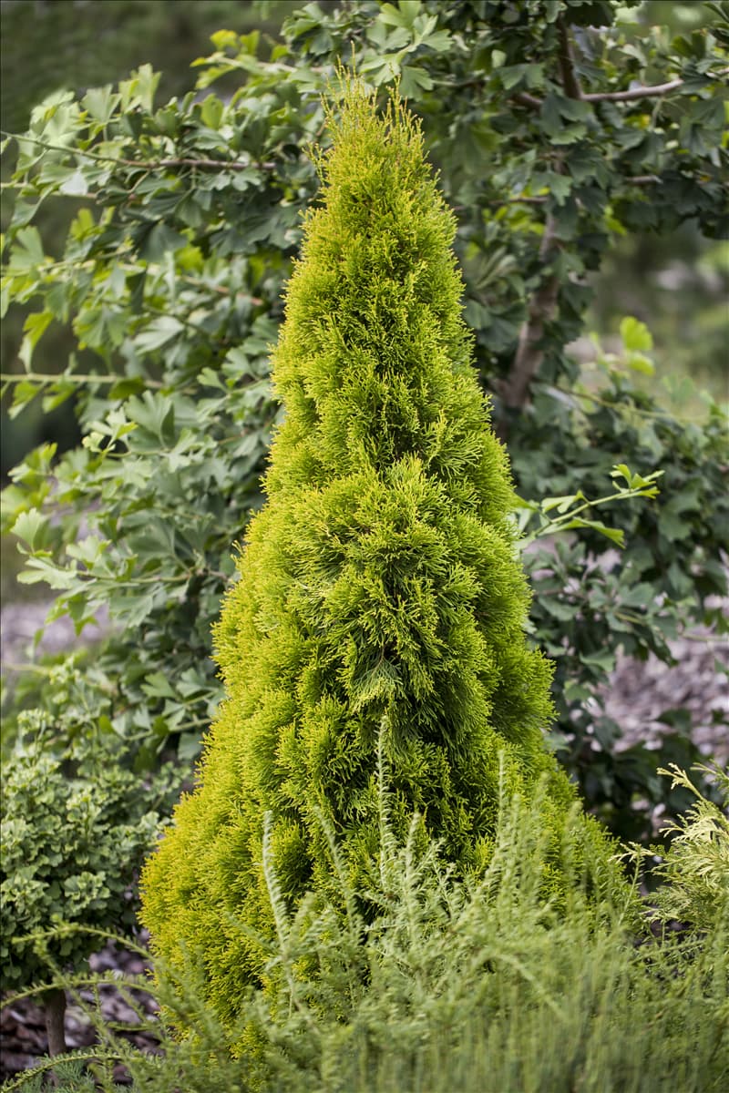 Thuja occidentalis 'Golden Smaragd'®