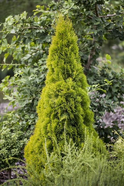Thuja occidentalis 'Golden Smaragd'®