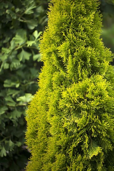 Thuja occidentalis 'Golden Smaragd'®