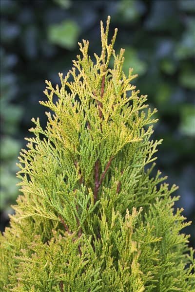 Thuja occidentalis 'Golden Smaragd'®