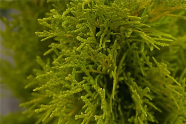 Thuja occidentalis 'Golden Smaragd'®