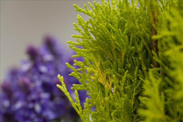 Thuja occidentalis 'Golden Smaragd'®