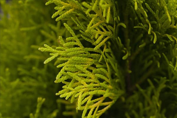 Thuja occidentalis 'Golden Smaragd'®