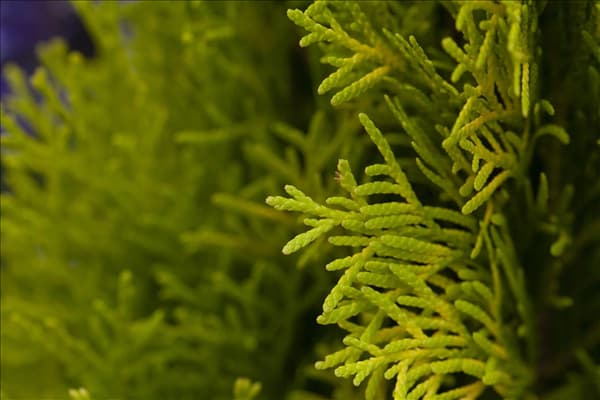 Thuja occidentalis 'Golden Smaragd'®