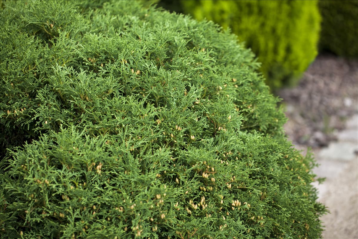 Thuja occidentalis 'Hetz Midget'