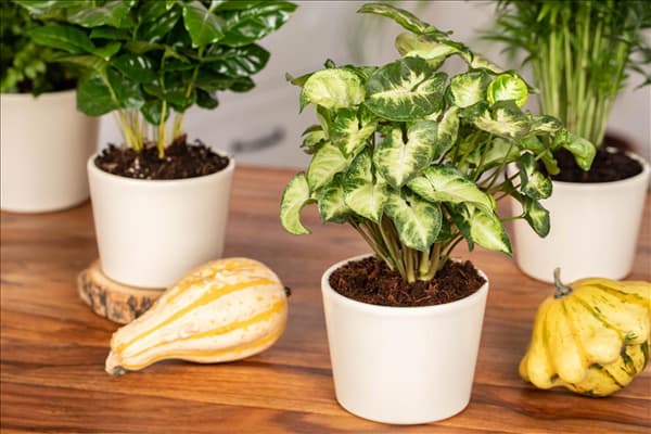 Syngonium podophyllum 'Arrow'
