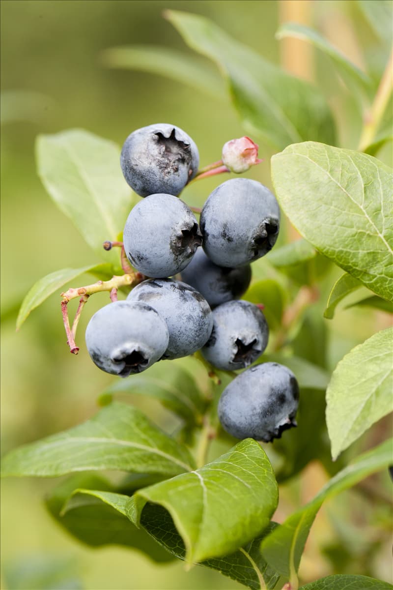 Vaccinium corymbosum