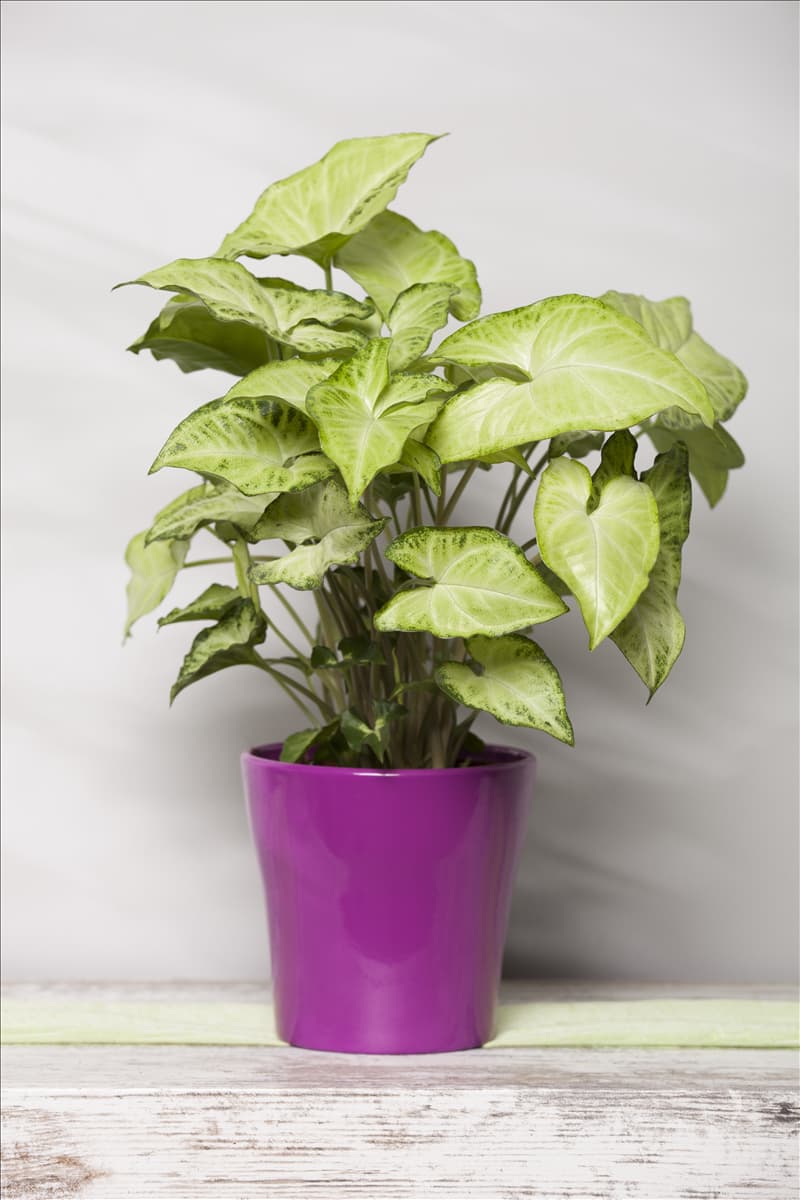 Syngonium podophyllum