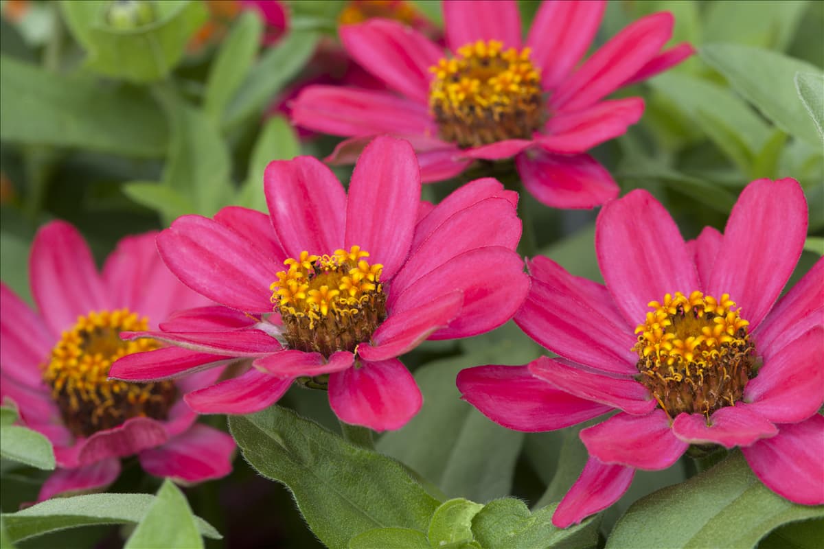 Zinnia