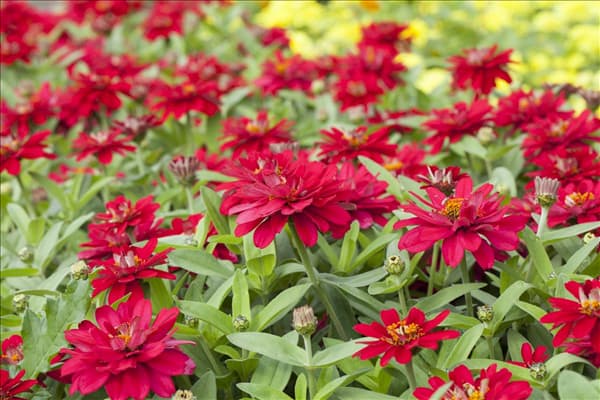 Zinnia haageana