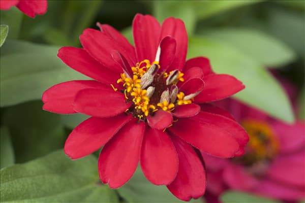 Zinnia haageana