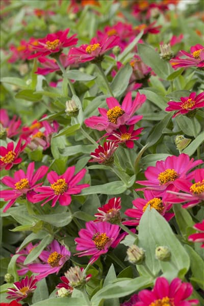 Zinnia haageana