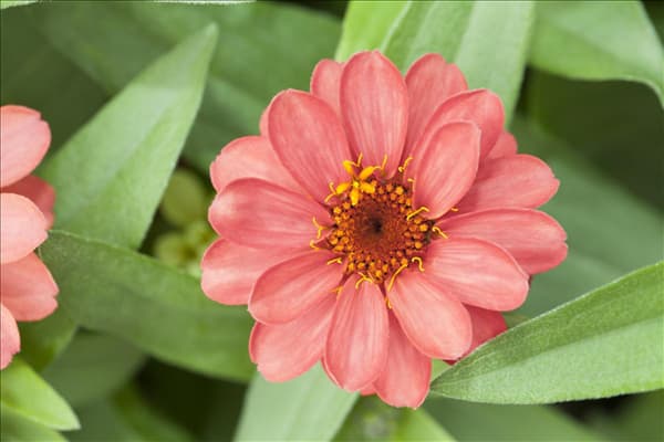 Zinnia haageana
