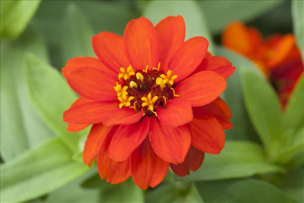 Zinnia haageana
