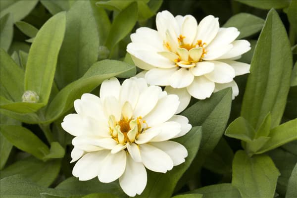 Zinnia haageana