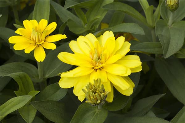 Zinnia haageana