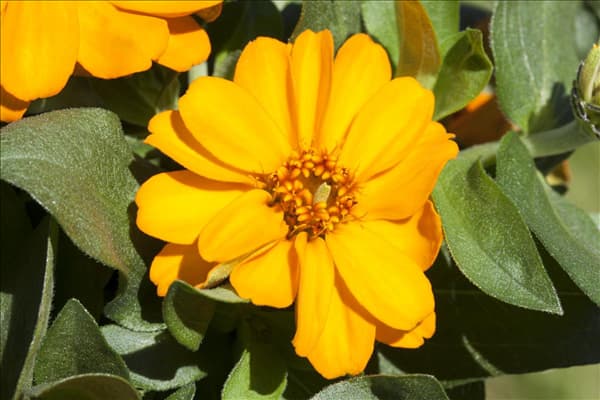 Zinnia haageana 'Profusion Orange'
