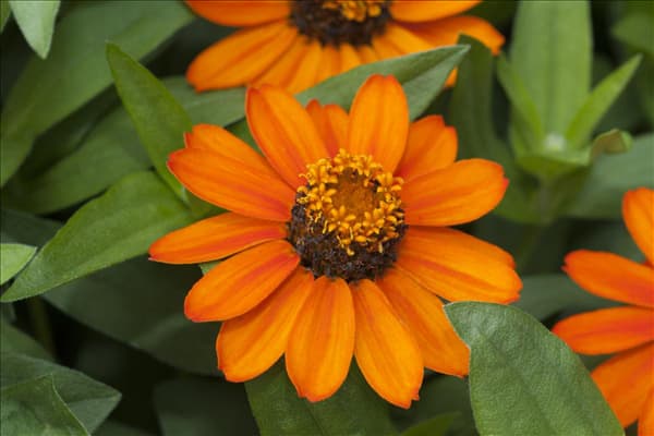 Zinnia haageana