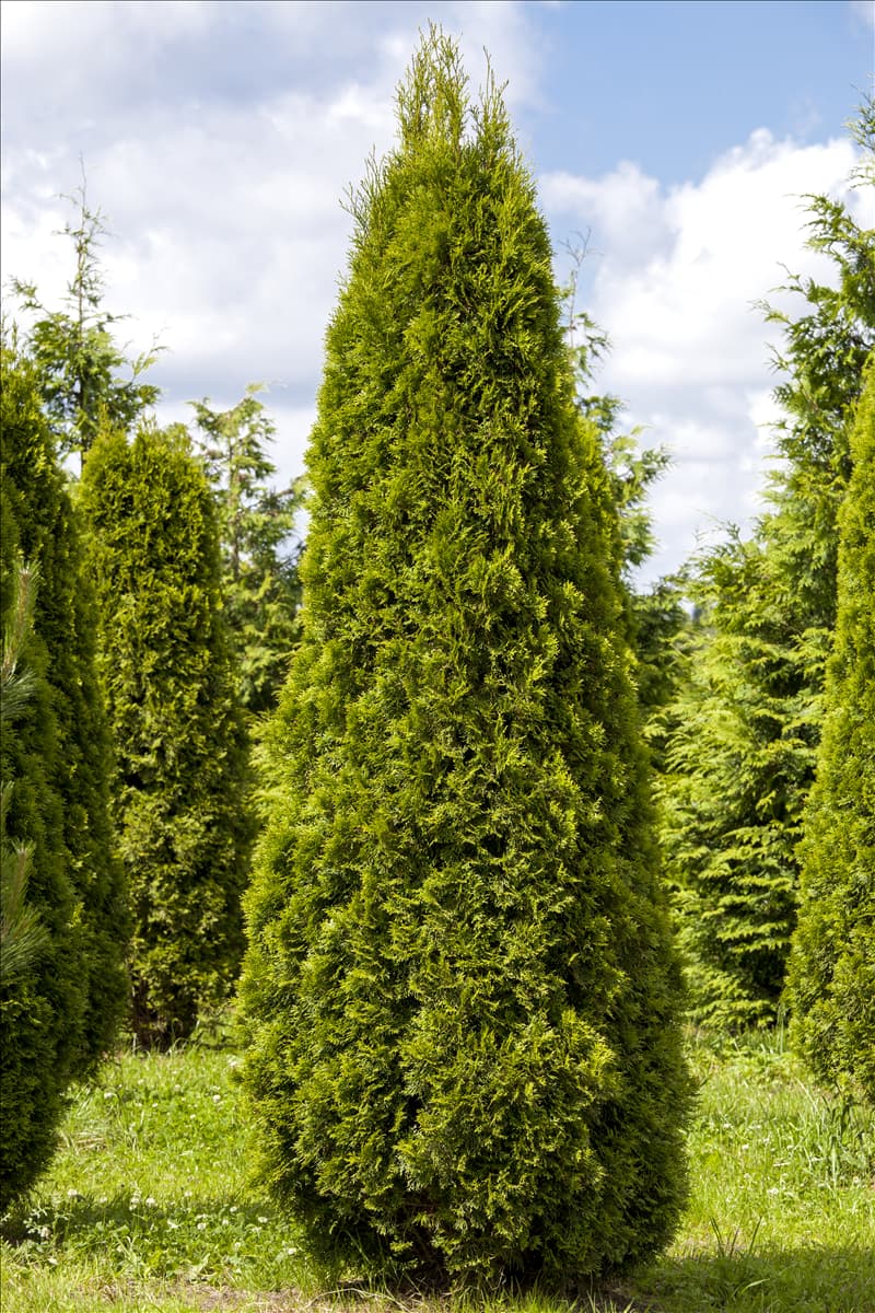 Thuja occidentalis 'Smaragd'