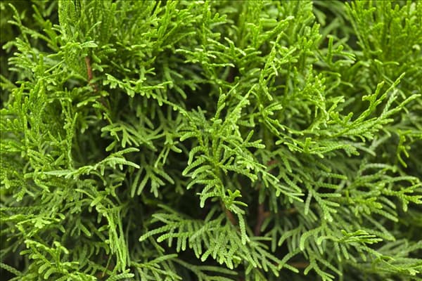 Thuja occidentalis 'Smaragd'
