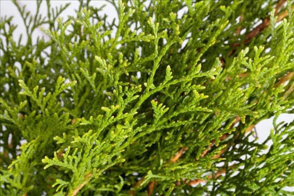 Thuja occidentalis 'Smaragd'
