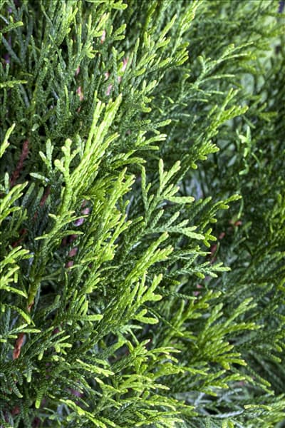 Thuja occidentalis 'Smaragd'