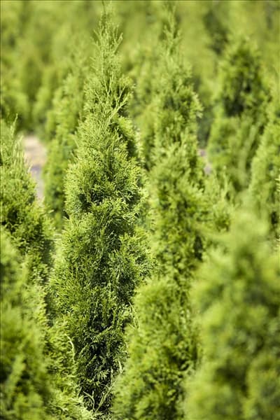 Thuja occidentalis 'Smaragd'