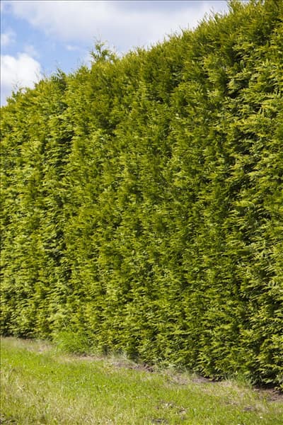 Thuja occidentalis 'Smaragd'