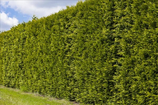 Thuja occidentalis 'Smaragd'