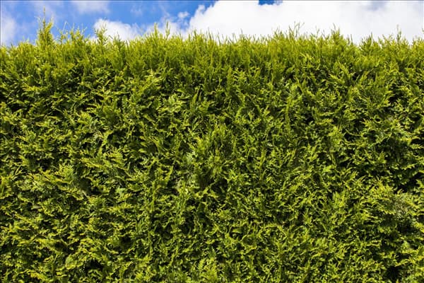 Thuja occidentalis 'Smaragd'