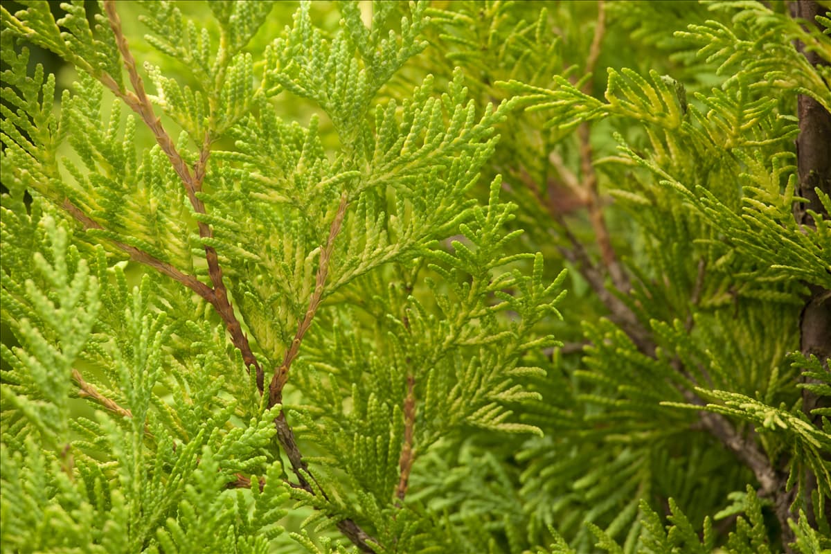 Thuja occidentalis 'Sunkist'