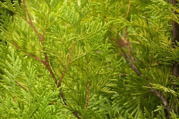 Thuja occidentalis 'Sunkist'