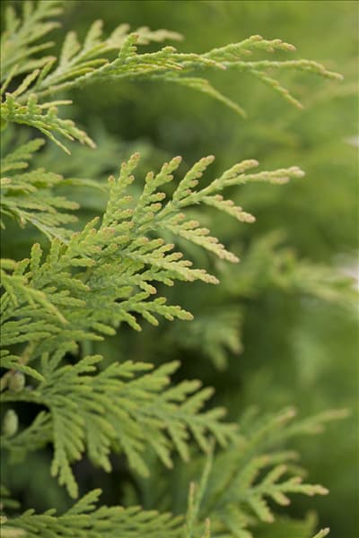 Thuja occidentalis 'Sunkist'