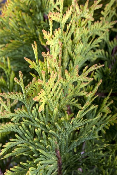 Thuja occidentalis 'Sunkist'