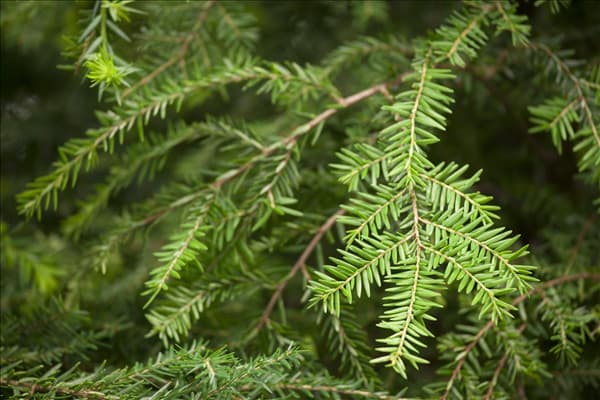 Tsuga canadensis