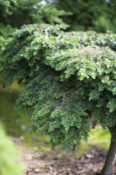Tsuga canadensis