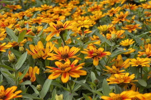 Zinnia 'Zahara Sunburst'